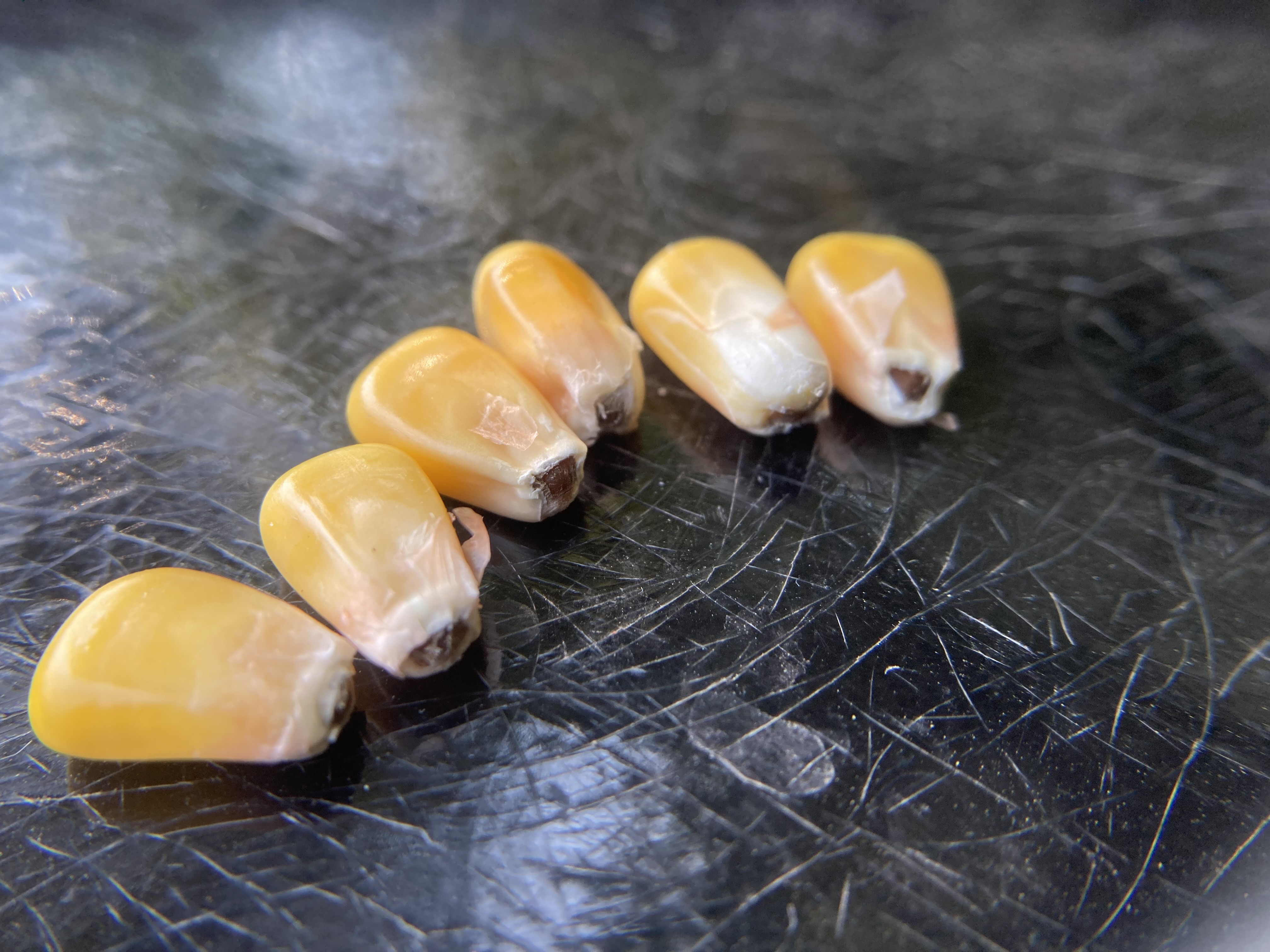 Six corn kernels at black layer stage sitting on a black countertop.